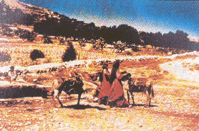 ��̮Ұ�صĿ� (85911 bytes)